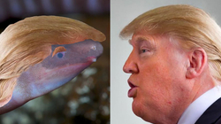 Zbulohet një butak i ri, merr emrin Donald Trump