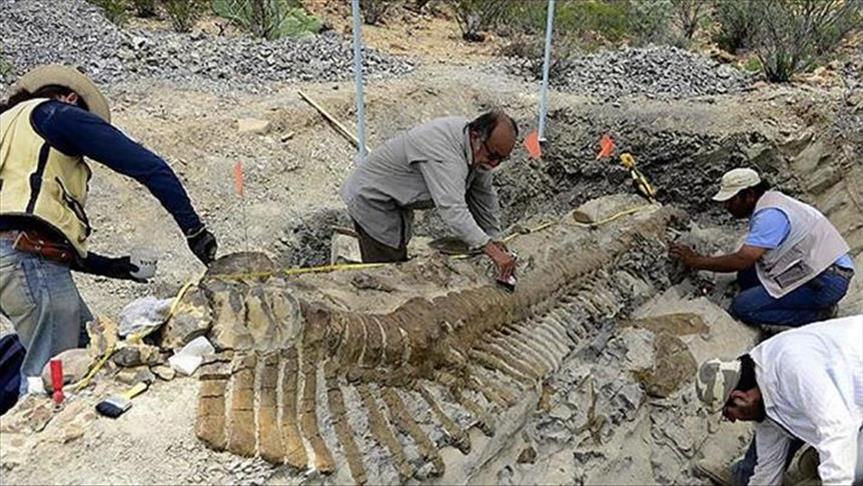 Në Kinë zbulohet fosili 174 milionë vjeçar i dinozaurit