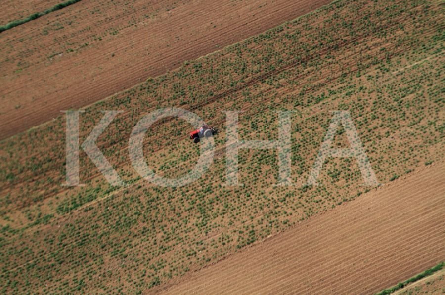 Foto: Koha / ilustrim