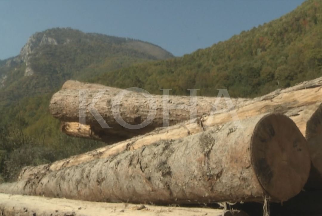 Shkatërruesit e pyjeve nuk kursejnë as parkun nacional “Bjeshkët e Nemuna”