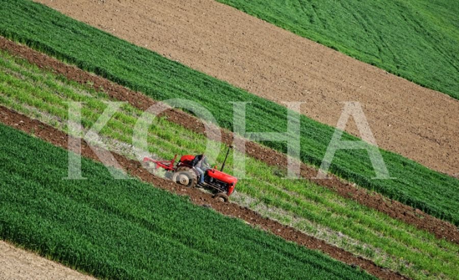 Foto: Koha / ilustrim