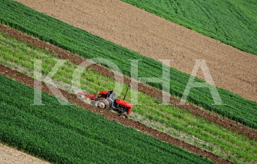 Foto: Koha / ilustrim