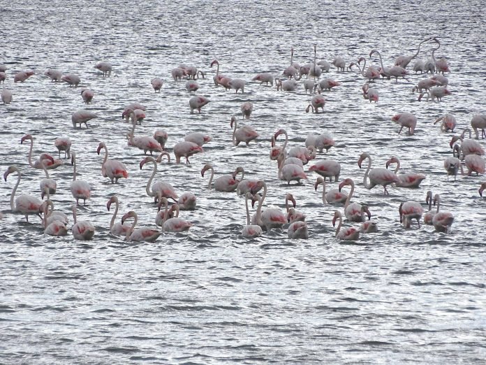 Shpendët shtegtarë në Shqipëri në habitat të sigurt, falë vëzhgimit dhe unazimit