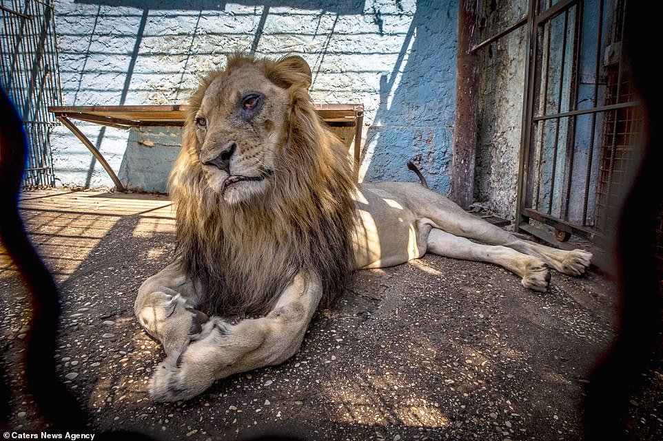 Shqetësime për keqtrajtimin e kafshëve në kopshtin zoologjik të Fierit