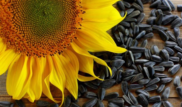 Les bienfaits de la fleur de tournesol : ce qu'il faut savoir