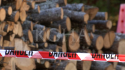 Kapet duket vjedhur drunj, arrestohet