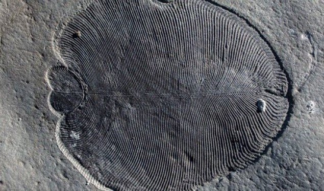 Shkencëtarët konfirmojnë fosilin më të vjetër të kafshës në tokë, 558 milionë i vjetër