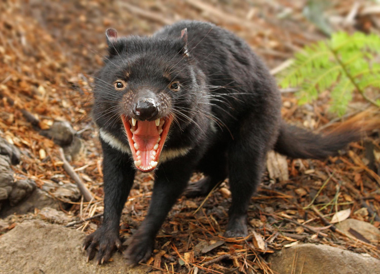 Tasmanian Devils - Bush Heritage Australia