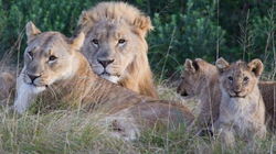 Gjuetari vritet nga elefanti në Afrikën e Jugut, më pas bëhet ushqim për luanët