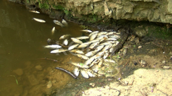 Askush nuk ka përgjigje për shkakun e ngordhjes masive të peshqve në Mirushë