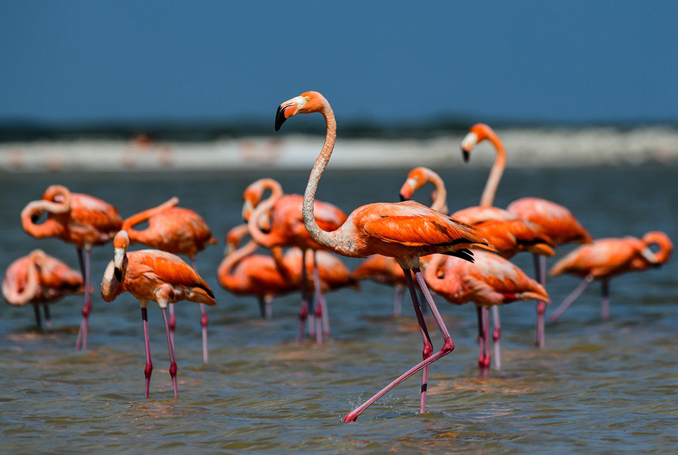 Flamingos fill the Narta lagoon and no longer migrate