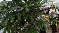 Luksemburgu do të bëhet i vetmi vend evropian që do të legalizojë kanabisin