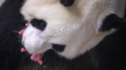 Panda sjell në jetë binjakë