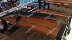 Në ujërat e Vlorës kapet peshkaqeni 1.5 metra i gjatë