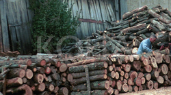 Komuna e Vitisë nuk merr masa ndaj shefit të pylltarisë që shiti drunjtë e konfiskuar