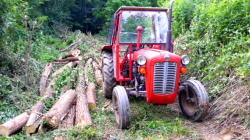 Dështon parandalimi i dëmtimit të pyjeve në zonën kufitare të Vitisë