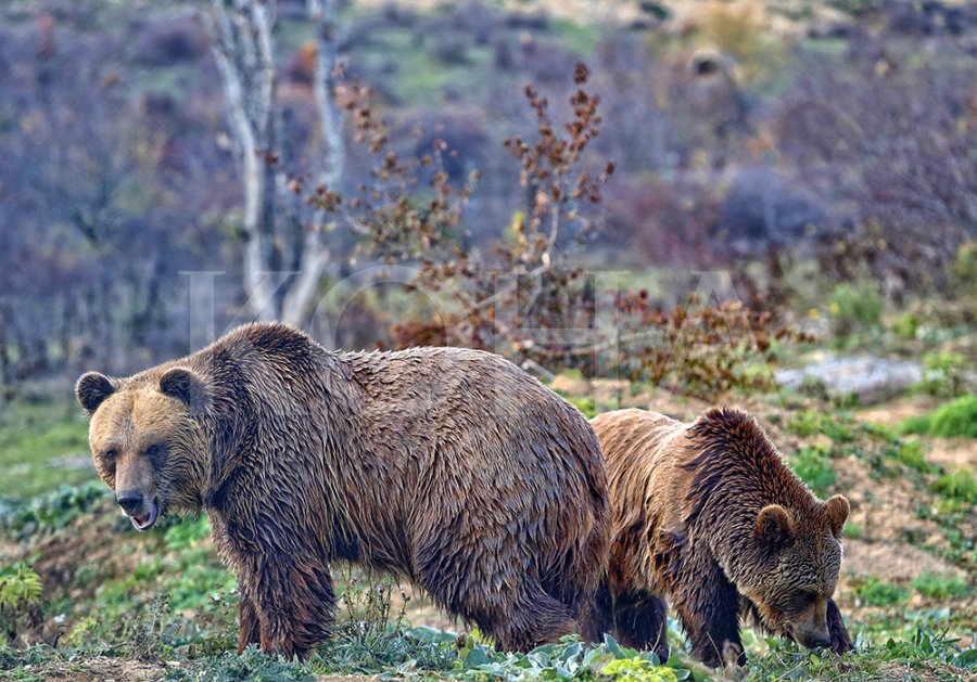 Foto ilustrim: Driton Paçarada / KD
