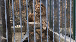 Reagime e peticion kundër mbajtjes së luanit në një kafaz në Gjilan