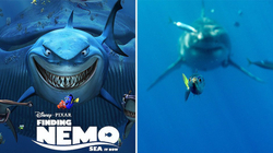 Kapet momenti i njëjtë mes peshkut të vogël dhe peshkaqenit të madh sikurse te posteri i “Nemo”-s