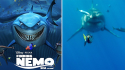 Kapet momenti i njëjtë mes peshkut të vogël dhe peshkaqenit të madh sikurse te posteri i “Nemo”-s