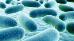 Peptidet në lëkurën tonë mund të jenë thelbësore për t’i luftuar superbakteret