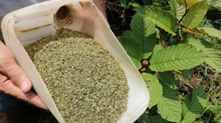Kratomi, bima që trajton varësin nga droga apo ilaçi i rrezikshëm për shëndetin