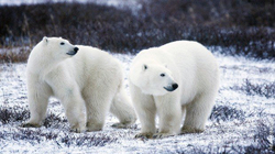 Arinjtë polarë mund të zhduken deri në 2100 për shkak të ngrohjes globale