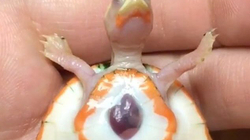 Breshka Albino lind me zemër jashtë trupit
