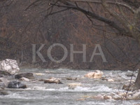 Foto: Koha