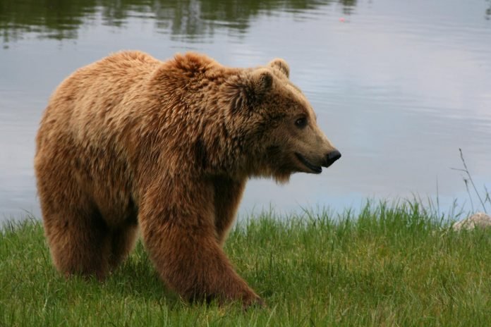 Ariu i murrmë i shpëtuar në Elbasan, drejt Kopshtit zoologjik në Tiranë