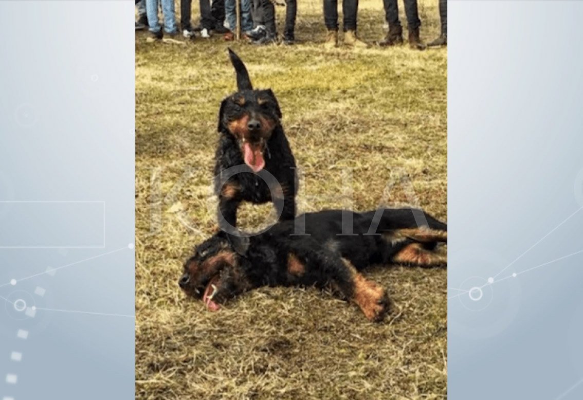 Përleshja me qen zhvendoset në Skenderaj, komuna zotohet për masa ndaj organizatorëve