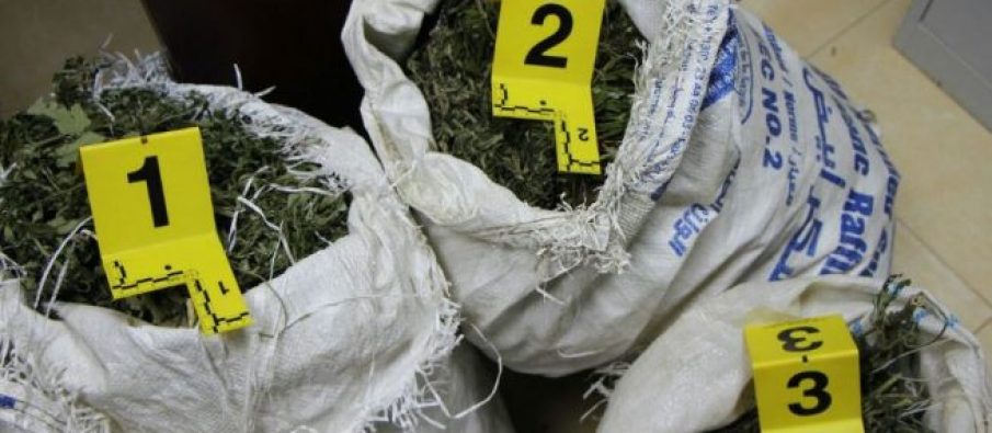 Policia gjen 46 kg kanabis në një banesë në Tepelenë, një i arrestuar