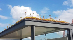Holanda mbjell lule në stacionet e autobusëve si dhuratë për bletët