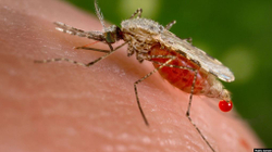 Malaria po shpërndahet në Azinë Juglindore