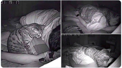 Vendosi kamerë afër shtratit për të parë pse kishte probleme gjatë gjumit, zbuloi se ishte macja e tij
