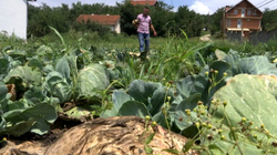 Në mungesë të tregut, fermerët e Krushës së Madhe i shkatërrojnë mijëra tonë lakra