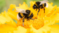 Sa lule duhet të vizitojnë bletët për të prodhuar një kg mjaltë?