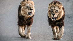 14 luanë “dalin xhiro” në një qytet të Afrikës së Jugut, banorët në panik