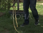 Foto: Koha