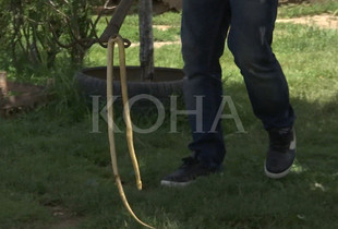 Foto: Koha