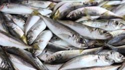 Maqedonia pa paralajmërim bllokon importin e peshkut nga Kosova