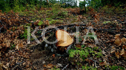 Pesë të arrestuar për prerje të pyjeve e transportim ilegal të drunjve