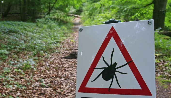 850 raste të thumbimeve nga rriqrat në Malishevë