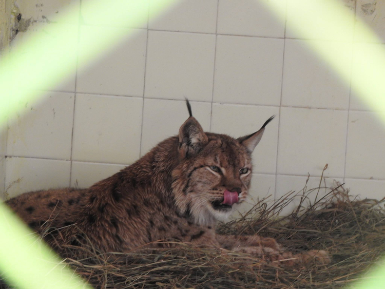 Le lynx - Ville de Guéret - Site officiel