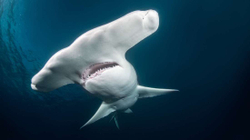 Zbulohet “shtëpia” e re e peshkaqenëve që konsiderohen specie në zhdukje 