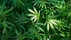 Konfiskohen shtatë kilogramë marihuanë në Pejë