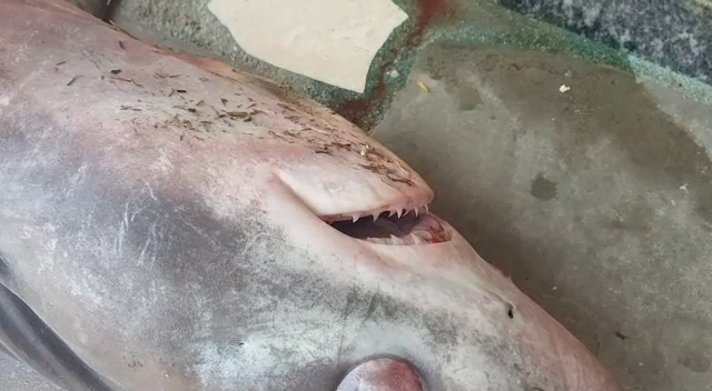 Një peshkaqen i rrallë kapet në Vlorë