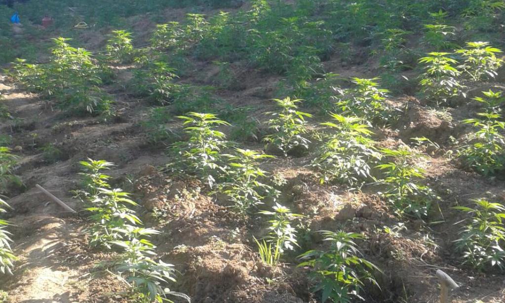 Dy vjet burgim pasi kultivonte bimë narkotike në një mal në Shtime