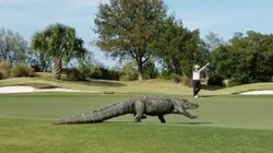 Krokodili ndërpret ndeshjen e golfit