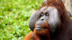 1 milion specie rrezikojnë zhdukjen, shkaku i njeriut